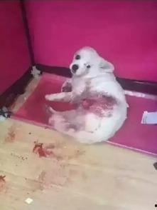 狗狗最新爆料图片,萌态百出,揭秘宠物界的欢乐瞬间 第2张 狗狗最新爆料图片,萌态百出,揭秘宠物界的欢乐瞬间 第2张